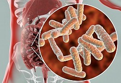 Proper gut bacteria helps, regulate, weight, anxiety, and depression