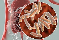 Proper gut bacteria helps, transport hormones that regulate, weight, anxiety, and depression